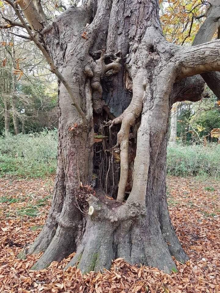 FB_IMG_1636450011917